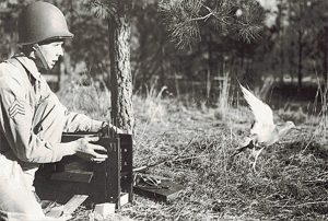 A soldier trains with a homing pigeon